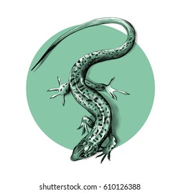 lizard top view crawling, sketch vector graphics black and white pattern on the background of green circle