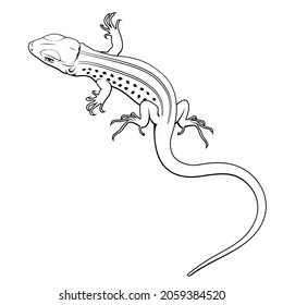 Lizard. Vector clipart. Todos los elementos son colorables.