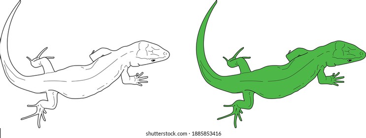 Lizard vector drawing animal vector drawing, cartoon vector, line art and color