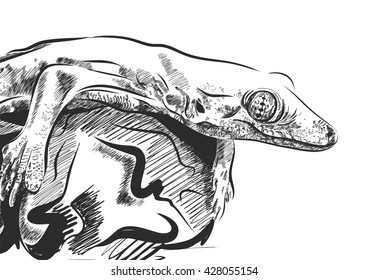 Lizard vector. Graphics on white background