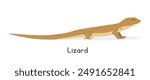 Lizard vector illustration, cartoon clipart character, animal in flat style. Wild animals, wild creatures, wildlife concept. Lizard vector design isolated on white background