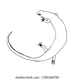 Lizard vector illustration in doodle style. Isolated on white background. Vector stock illustration.