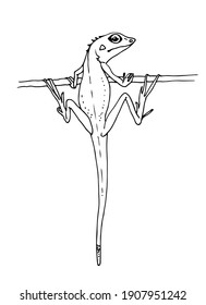 Lizard vector illustration isolated on white background