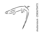 Lizard Vector Illustration Line Art Design, Asian mabuya lizard, vector sketch