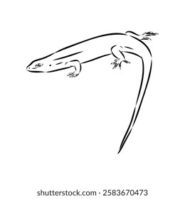 Lizard Vector Illustration Line Art Design, Asian mabuya lizard, vector sketch