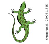 Lizard. Vector illustration of a small reptile. Gecko logo