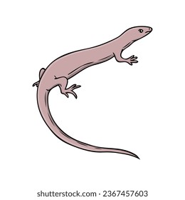 lizard vector illustration,isolated on white background,top view