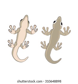 lizard vector top view and bottom view