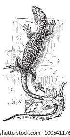 Lizard, vintage engraved illustration. Dictionary of Words and Things - Larive and Fleury - 1895