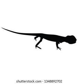 Lizard in white background.- Vector