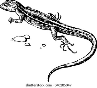lizard,picture lizard, lizard vector , graphics lizard, lizard  black and white