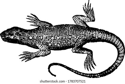 Lizards, fast runners usually live in trees, vintage line drawing or engraving illustration.