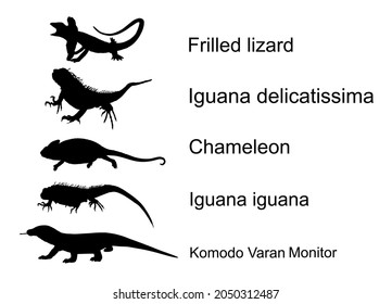 Lizards reptile set symbols. Frilled lizard symbol. Pet iguana silhouette. Chameleon shape shadow. Komodo dragon vector silhouette illustration isolated on white background. Varanus Komodo monitor.  