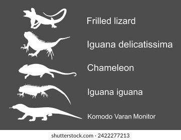 Lizards reptile set symbols. Frilled lizard symbol. Pet iguana silhouette. Chameleon shape shadow. Komodo dragon vector silhouette illustration isolated on background. Varanus Komodo monitor.  