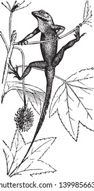 Lizards are a widespread group of squamate reptiles with over 6000 species, vintage line drawing or engraving illustration.