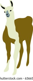 Llama