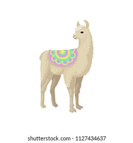 Llama alpaca animal in ornamented poncho vector Illustration on a white background