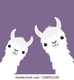 Grupo de animales de la llamada alpaca. Cuello de cara. Pieles de pelo suaves. Caricatura graciosa de personaje kawaii. Colección infantil. Camiseta, tarjeta de felicitación, estampado de carteles. Diseño plano. Vector de fondo violento