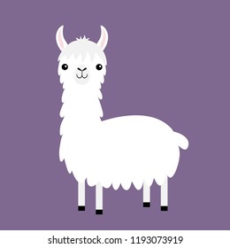 Llama alpaca. Cute cartoon funny kawaii baby character. White fluffy hair fur. Childish collection. T-shirt, greeting card, poster template print. Flat design. Violet background. Vector