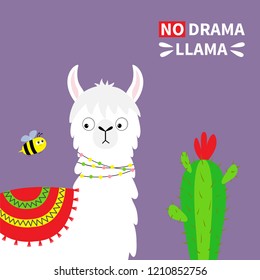 Llama alpaca face, bee, cactus. No drama. Childish baby collection. Cute cartoon funny kawaii character. T-shirt, greeting card, poster template print. Flat design. Violet background. Vector