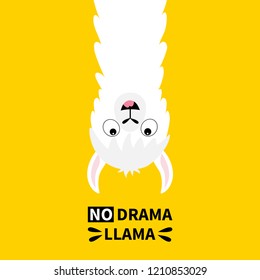 Llama alpaca face hanging upside down. No drama. Cute cartoon funny kawaii character. Childish baby collection. T-shirt, greeting card, poster template print. Flat design. Yellow background. Vector