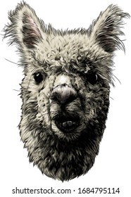 llama or Alpaca head funny expression of the muzzle with raised ears and displaced jaw and malocclusion, sketch vector graphics color illustration on a white background