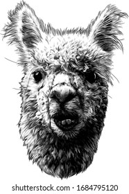 llama or Alpaca head funny expression of the muzzle with raised ears and displaced jaw and malocclusion, sketch vector graphics monochrome illustration on a white background