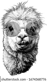 llama or Alpaca head funny with protruding teeth fashionable in round glasses, sketch vector graphics monochrome illustration on a white background