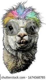 Cabeza de llama o de Alpaca divertida con dientes sobresalientes a la moda con gafas redondas y cabello de color arcoiris, esbozar ilustraciones gráficas vectoriales en color de fondo blanco