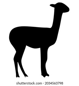 Llama, alpaca, mammal, animal living in Peru, Chile, Ecuador, Argentina, Bolivia, in South America, wildlife, vector, illustration, in black and white color, isolated on white background