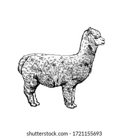Llama, animal, contour black drawing isolated on white background, vector illustration.