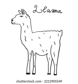 Llama. Animal. Outline hand drawn illustration on white background.