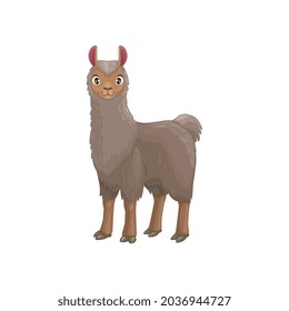 Llama animal portrait with furry grey body isolated cartoon animal. Vector mountain lama, farming livestock mammal, domesticated South American camelid, meat and pack alpaca, Vicugna pacos