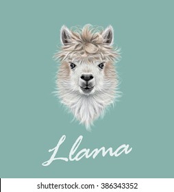 Llama animal portrait. Vector illustrated portrait of Llama or Alpaca on blue background.