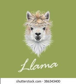 Llama animal portrait. Vector illustrated portrait of Llama or Alpaca on green background.