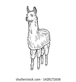 Llama animal sketch engraving vector illustration. Isolated image on white background. Scratch board style imitation. Hand drawn image.