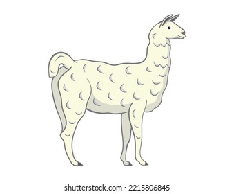 Llama, animal of south america. White background. Vectorial illustration.