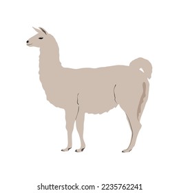 Llama animal vector. Flat illustration Llama on white background. Llama cartoon alpaca. Modern trendy style vector illustration