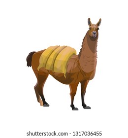 Llama carrying heavy load. Vector illustration isolated on white background