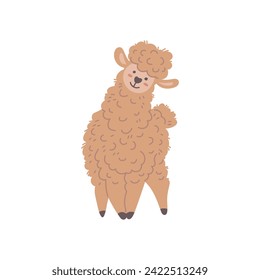 Llama cartoon alpaca. Lama animal vector isolated illustration. Cute funny curly fur animal. Adorable cheerful lama with beige wool. Wildlife fluffy sheep mammal