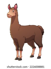 Llama Cartoon Animal Illustration Color