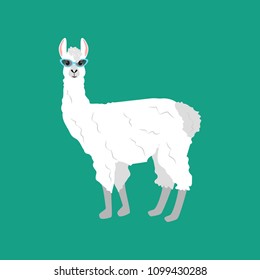 Llama in cateye glasses