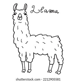 Llama. Domestic animal. Vector outline illustration on white background.