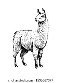 Llama drawing. black and white image. Sketch. Print on clothes. Postcard.