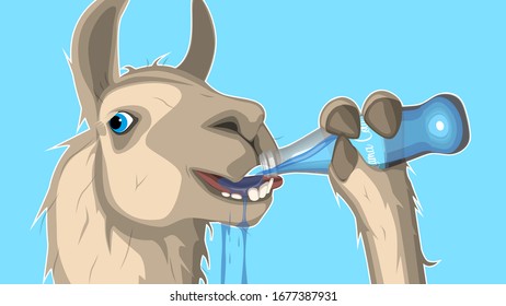 Llama drinks a carbonated soft drink. Funny llama.