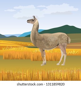 LLama grazing against the background of mountains . Vector illustration