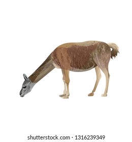 Llama grazing, side view. Vector illustration isolated on the white background