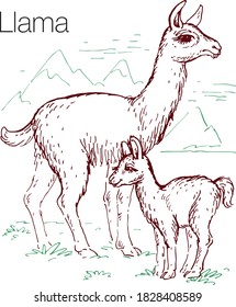 Llama hand drawn vector illustration. Linear engraved art