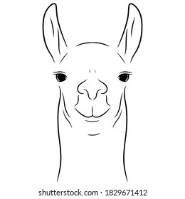 Llama. Hand drawn vector illustration in line art style, isolated on a white background.