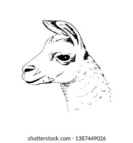 Llama head big black eyes, Cute ink pen sketch alpaca. realistic lama animl. Ands, South America.